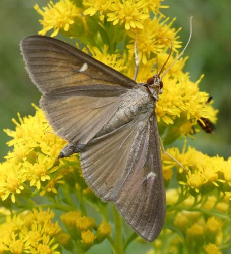 Réf. 200 644 : Cydalima perspectalis